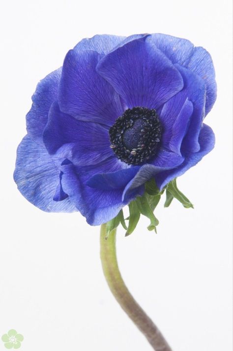 blue anemone Anemone Coronaria, Blue Anemone, Anemone Flower, Brooklyn Wedding, Language Of Flowers, Flower Ideas, Under Maintenance, Blue Flower, Anemone