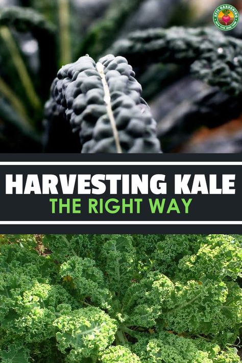 How To Harvest Kale, Kale Garden, Harvest Kale, Grow Kale, School Greenhouse, Germinate Seeds, Harvesting Kale, Growing Kale, Harvest Garden