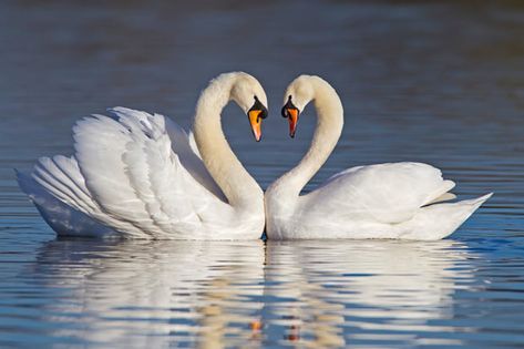 Mute swans forming a heart shape with their necks during courtship... Swan Pictures, Swan Painting, Swan Love, Heart In Nature, Swans Art, Mute Swan, Tunnel Of Love, Beautiful Swan, Fun Photos