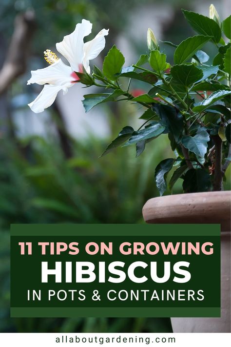 If you are short on space, Hibiscus can be successfully planted in pots or containers. In this article, our gardening expert shares her top tips for container planted hibiscus this season. Come take a look! Hibiscus In Pots Container Gardening, Hibiscus Container Ideas, Potted Hibiscus, Home Made Fertilizer, Flower Planting Guide, Plants In Containers, Growing Hibiscus, Hibiscus Tree, Hardy Hibiscus