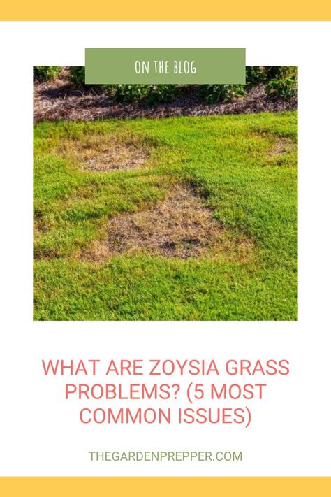 zoysia grass problems Zoysia Grass Lawn, Zoysia Lawn, Zoysia Grass Seed, Zoysia Sod, Lawn Problems, Zoysia Grass, Types Of Grass, Diy Lawn, Lawn Care Tips