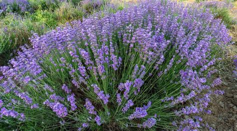 15 Dwarf Lavender Varieties You Can Grow in Compact Spaces Small Garden Borders, Lavender Varieties, Dark Blue Flowers, Pale White, Landscape Plan, Lavender Plant, Crystal Lighting, Garden Borders, Fragrant Flowers