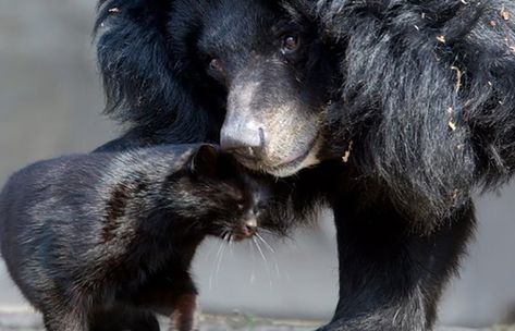 Reunited Bear And Cat, Cat Friendship, Asiatic Black Bear, Unusual Animal Friendships, Animal Hugs, Tiny Cats, Odd Couples, Black Kitty, Animals Friendship