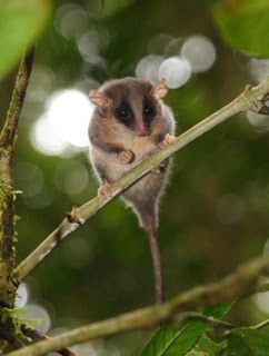 family Burramyidae - pygmy possums Australian Possum, Pygmy Possum, Australian Mammals, Australian Fauna, Australia Animals, Australian Wildlife, Wild Creatures, Australian Animals, Little Critter