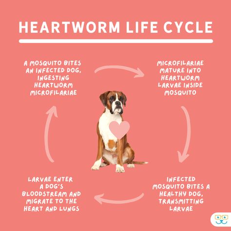 🦟Did you know that April is Heartworm Awareness Month🦟 To learn more about preventing heartworms in your dog, visit our website https://www.plymouthvet.com/services/dogs/heartworm-prevention Heartworm Awareness Month, Vet Social Media Post, Mosquito Larvae, Heartworm Prevention, Vet Medicine, Preventive Medicine, Vet Med, Heart And Lungs, Mosquito Bite