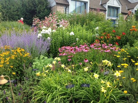 Pollinator Garden Design, Minnesota Landscaping, Bee Friendly Plants, Bee Friendly Garden, Annual Garden, Tomato Seedlings, Pollinator Plants, Atlanta Botanical Garden, Best Perennials