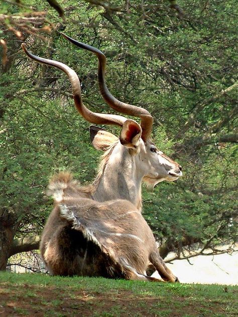 Dragon Time, Animals With Horns, African Antelope, Unusual Animals, African Wildlife, Appaloosa, African Animals, Wildlife Animals, Animals Of The World