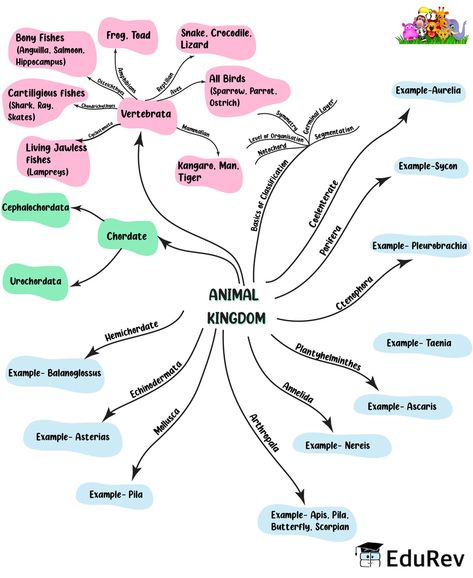 Animal Kingdom Mind Map, Living World Class 11 Mind Map, Neet Biology Mind Maps, Biological Classification Mind Map, Animal Kingdom Notes Neet, Notes On Notion, Biology Class 11, Neet Biology, Neet Notes