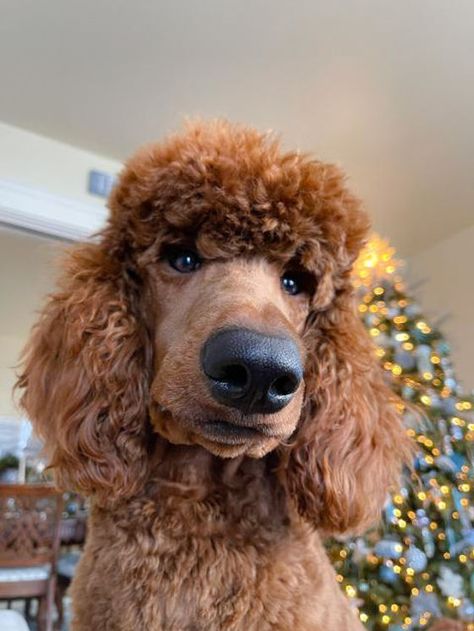 Large Poodle Puppies | Standard Poodle Breeder | Brighton Standard Poodle Haircut Styles, Large Poodle, Standard Poodle Haircuts, Giant Poodle, Poodle Haircut Styles, Poodle Rescue, Black Standard Poodle, Parti Poodle, Poodle Haircut