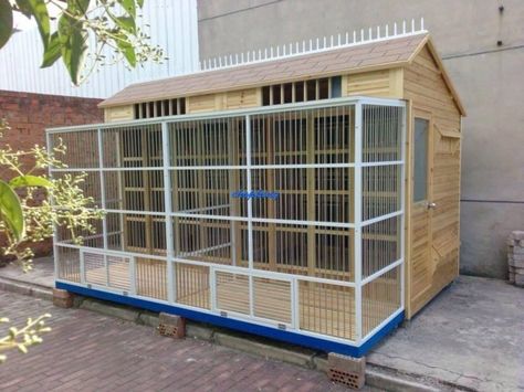 Pigeon Cage Ideas, Diy Pigeon, Loft Design Ideas, Fantail Pigeon, Small House Diy, Racing Pigeon Lofts, Pigeon Loft Design, Pigeon Nest, Pigeon Cage