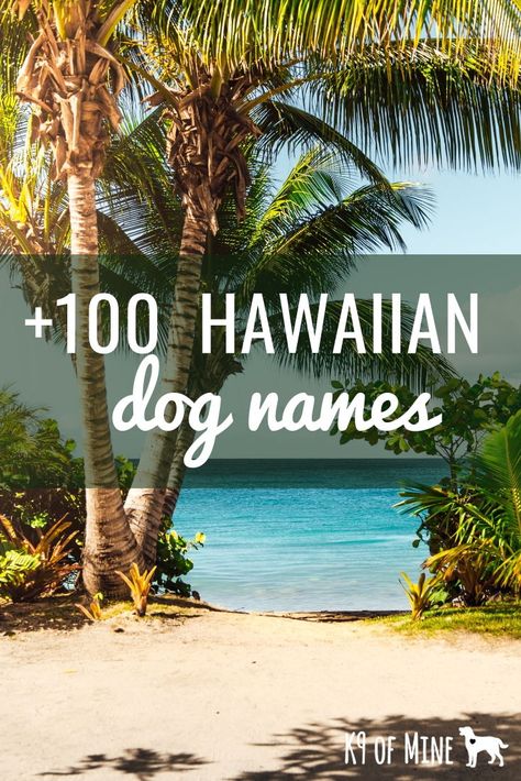 Need a name for your new pup? Try one of these 100+ Hawaiian dog name ideas with some island naming inspiration for your pooch! #dogs #dognames #puppy #puppies #puppynames Ocean Puppy Names, Beach Dog Names, Hawaiian Dog Names, Pet Names For Dogs, Island Names, Dog Name Ideas, Cute Puppy Names, Dog Names Unique, Boy Dog Names