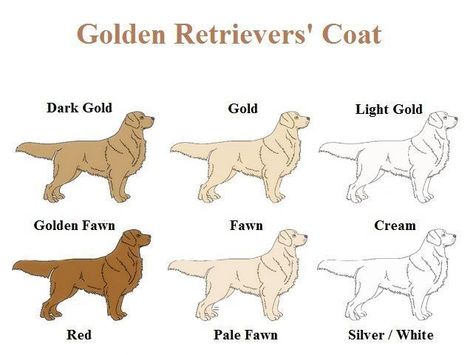 Toddler Picnic, Golden Retriever Colors, Golden Retriever Grooming, Golden Retriever Mom, Super Cute Dogs, Dog Info, Labrador Dog, Golden Retriever Puppy, Dogs Golden Retriever