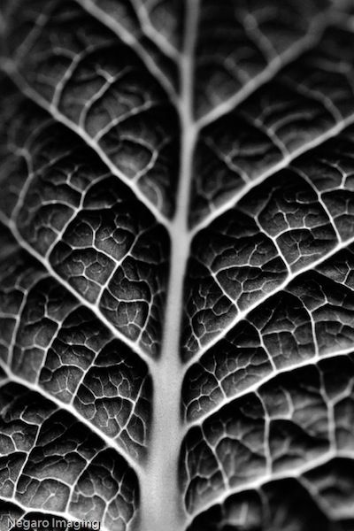 BØR Macro Fotografie, Photography Texture, Foto Macro, Pattern Photography, Natural Structures, Texture Inspiration, Texture Photography, Black And White Photograph, Foto Tips