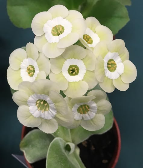 Auricula Flower, Primula Auricula, Unusual Flowers, Airbrush Art, Rare Flowers, White Gardens, Pretty Plants, Unique Flowers, Flower Show