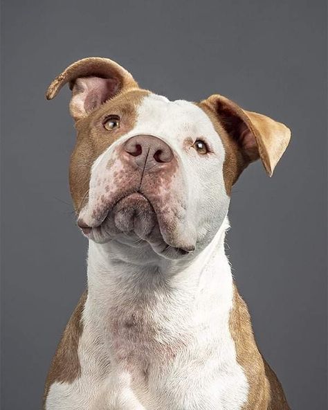 Pitbull Photography, Dog Portrait Photography, Animal Photography Wildlife, Dog Expressions, Dog Images, Dog Face, Dog Paintings, Cat Portraits, Dog Portraits