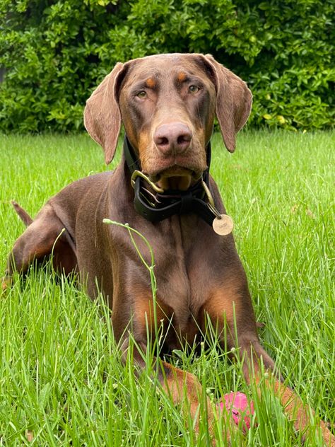 Red Doberman Natural Ears & Tail Doberman Uncropped Ears, Doberman Floppy Ears, Doberman Natural Ears, Doberman Natural, Brown Doberman, Red Doberman, Floppy Ears, Pink Collars, September 2024