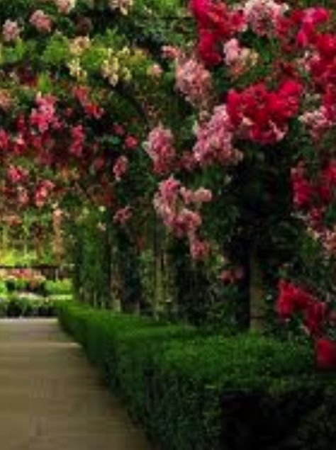 Garden Wallpaper Iphone, Rose Garden Ideas, Garden Pathway Ideas, Pathway Ideas, Courtyard Gardens Design, Japanese Beetles, Decorative Garden Stakes, Growing Roses, Wallpaper Nature Flowers