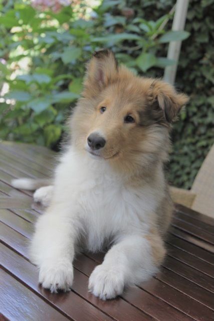 Collie Dog Puppy, Rough Collie Puppy, Rough Collies, Shetland Sheepdog Puppies, Collie Puppy, Sheltie Dogs, Really Cute Puppies, Collie Puppies, Rough Collie