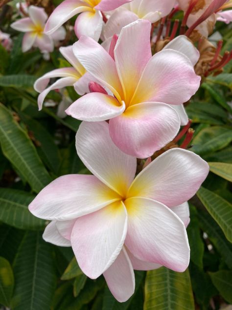 Pink Plumeria Flowers, Plumeria Flowers Bouquets, Peach Hawaiian Plumeria, Plumeria Flowers Aesthetic, Cool Flowers, Fav Flower, Pink Plumeria, Plumeria Flowers, Hermosa Beach