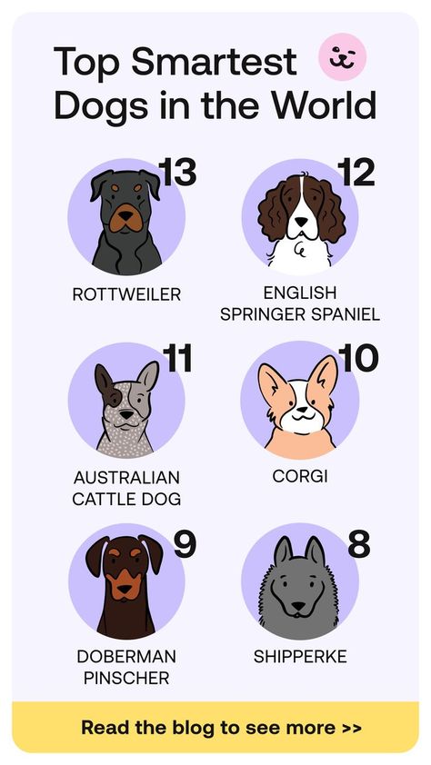 Jobs For Dogs, Smart Dog Breeds, Where To Pet A Dog, Animal Sidekicks, Dog Bookmarks, Dog Breeds Chart, Smart Dogs, Friendly Dog Breeds, Smartest Dogs