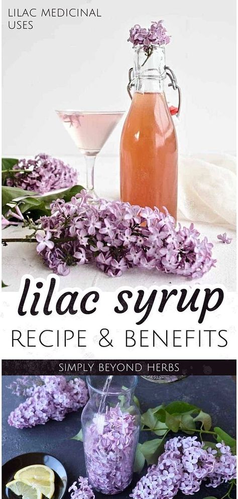 Immerse yourself in the fragrance of spring with our Lilac Syrup Recipe, a highlight of Lilac Recipes & Lilac Medicinal Uses. This simple syrup captures the essence of lilac flowers, perfect for enhancing baked goods, herbal drinks, and cocktails. Made with raw honey, it's a delightful representation of edible flowers and a beautiful DIY gift. Explore more healing flowers and herbal syrups at simplybeyondherbs.com Lilac Syrup Recipe, Lilac Simple Syrup, Lilac Recipes, Herbal Syrups, Lilac Syrup, Lilac Tea, Homemade Syrups, Raw Meals, Simple Syrup Recipe