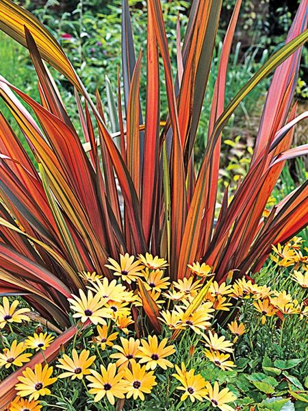 New Zealand Flax Plant, Hillside Plants, New Zealand Plants, Garden Moodboard, Nz Plants, Christmas Tree Desserts, New Zealand Flax, Dutch Gardens, Terrace Ideas