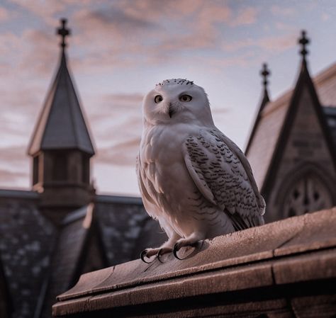 Aesthetic Harry Potter, Harry Potter Owl, Harry Potter Percy Jackson, Harry Potter Background, Hogwarts Aesthetic, Hogwarts Dr, Harry Potter Theme, Potter Art, Harry Potter Wallpaper