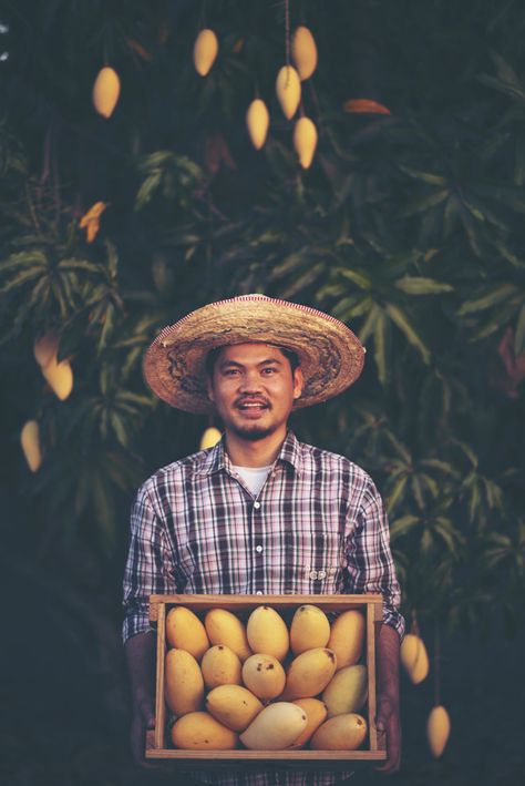 Young smart farmer, mordern mango farm Premium Photo Mango Farm Photography, Mangoes Photography, Farmers Photography, Mango Aesthetic, Fruit Farming, Mango Farm, Agriculture Photography, Lemon Logo, Farm Cafe