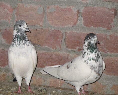 Pakistani Pigeon, High Flying Pigeons, Tall Purple Flowers, Tumbler Pigeons, Homing Pigeons, Poultry Farming, Pigeon Breeds, Pigeon Bird, Poultry Farm