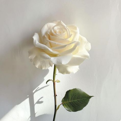 A white rose, delicate expression of purity. Contact/ Dm me to place an order today. Free bouquet delivery in Etobicoke & Missisauga🫶🏻 Open 24/7 🕛 Single white rose: $4 White flower rose bouquet: $30 Thank you for the kind support. #smallbusinessowner #florist #flower #instalike #viralpost #whiterose #flowerbouquet Off White Flowers Aesthetic, White Rose Aesthetic, White Roses Aesthetic, Mondial Rose, Rose Themed Wedding, Ivory Aesthetic, Rose Opening, Single White Rose, Roses Delivery