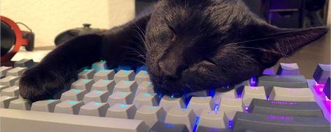 Gamer Cat, Styl Grunge, Cat Spirit, Twitter Header Aesthetic, Twitter Banner, Black Cat Art, Cat Icon, Bullet Journal Lettering Ideas, Aesthetic Gif