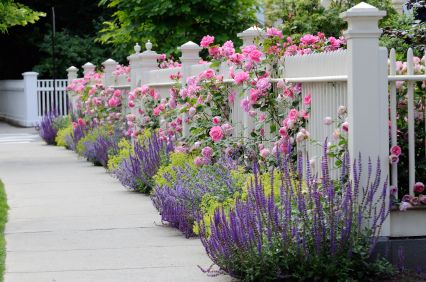 White wooden fence with flowers. Pink roses, blue sage, purple catmint, green and yellow lady's mantel. Front Yard Patios, Plantarea Legumelor, Lady's Mantle, White Fence, White Picket Fence, Garden Shrubs, Landscape Designs, Fence Landscaping, Have Inspiration