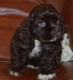 American Cocker Spaniel Puppies, Cocker Spaniel Breeders, Black Cocker Spaniel Puppies, Miniature Cocker Spaniel, Dream Puppy, Black Cocker Spaniel, Spaniel Puppies For Sale, Beautiful Puppies, American Cocker Spaniel