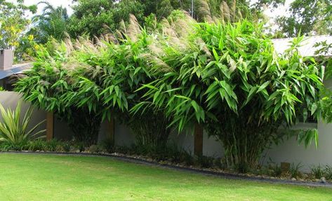 Thysanolaena Maxima 100-800+ Seeds, Ornamental Perennial Tiger Grass, Nepali Clumping Bamboo, Tiger Grass, Tropical Garden Design, Perennial Grasses, Big Plants, Ornamental Grasses, Back Garden, Tropical Garden, Front Garden