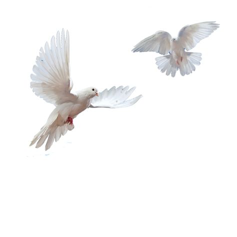 Polyvore Png, Moodboard Png, Moodboard Pngs, White Birds, Png Aesthetic, Png Icons, Ios Icon, Iphone Icon, Birds Flying