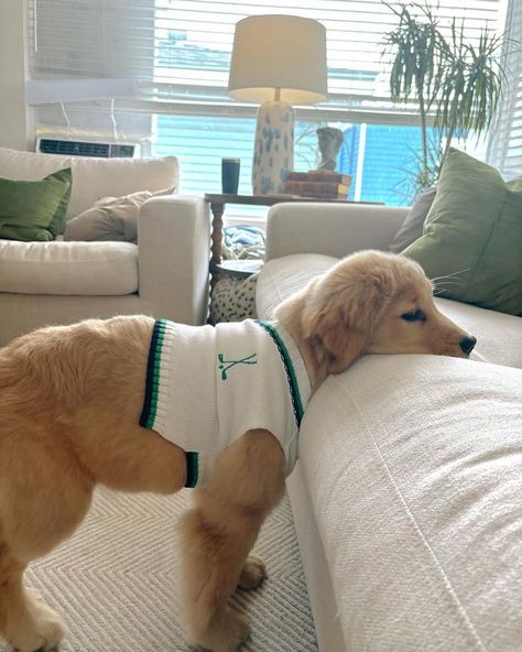 Best dressed pup award goes to @thegoldenboy_bowie in his preppy Sporty Dog Sweater Vest 🏆🎾 #dogsweater Sporty Dog, Clothes For Dogs, Dog Blog, Cute Clothes, Dog Sweater, Best Dressed, Dog Clothes, Sweater Vest, For Dogs