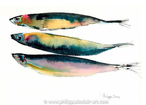 Fish - Philippa Sinclair Art Watercolour Fish Paintings, Watercolor Fish Simple, Watercolor Art Fish, Watercolor Fish Painting, Watercolour Fish, Fish Watercolor Painting, Fish Watercolor, Watercolor Pencil Art, Watercolor Fish