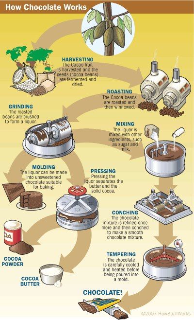 How Chocolate Works! Chemistry Of Chocolate, Chocolate Facts, Chocolate History, Cacao Fruit, Struktur Teks, History Of Chocolate, Chocolate Sculptures, Cacao Chocolate, Cocoa Beans