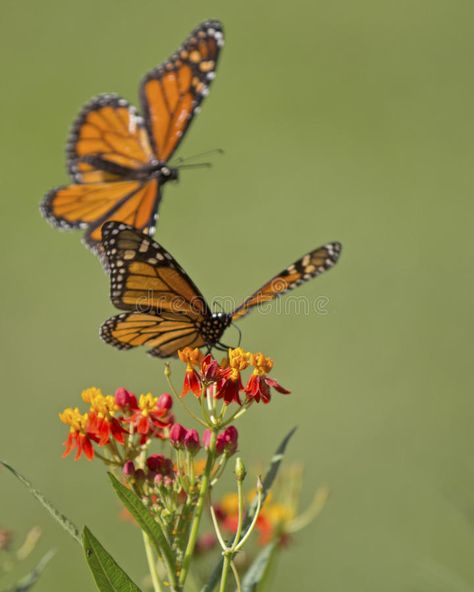 Monarch Milkweed. A Monarch butterfly sipping milkweed nectar being attacked by , #SPONSORED, #butterfly, #Milkweed, #Monarch, #sipping, #attacked #ad Monarch Butterflies Photography, Butterfly Milkweed, Butterfly Image, Nature Study, Monarch Butterfly, Flower Painting, Bugs, Stock Images, Flowers