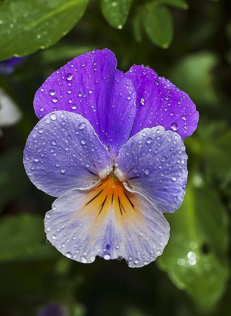 Viola tricolor Wild Pansy Flower. A close up of a wild pansy Viola tricolor cove #Sponsored , #sponsored, #AFFILIATE, #Wild, #Viola, #pansy, #Pansy Viola Tricolor, Wild Pansy, Viola Flower, Pansy Flower, Flower Close Up, Flower Stock, Flower Nail Designs, Pansies Flowers, Violet Flower