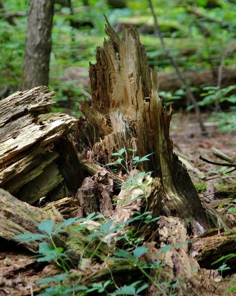 Nature's Beauty by Sunscape  Walking through a forest offers one an enchanting experience to enjoy #naturesbeauty and delight one's senses.  This photo was take of this fallen tree being recovered by nature. Lichen and moss covering the rotting wood to create a beautiful scene. Enjoy. Fall Trees Photography, Magical Enchanted Forest, Tree Limbs, Forest Falls, Wood Forest, Tree Study, Fallen Tree, Rock City, Acrylic Pouring Art