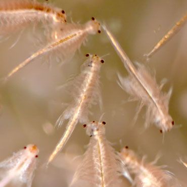 Masses of shrimp and krill may play a huge role in mixing oceans The swimmers’ turbulence could be powerful enough to stir nutrients up from the deep 4/18/18 TINY SWIMMERS  Brine shrimp undergo a daily, vertical migration, rising up at night to find food in surface waters and diving down during the day to hide from predators. In the ocean, such migrations can span hundreds of meters Shrimp Ideas, Shrimp And Eggs, Sea Monkeys, Brine Shrimp, Synchronized Swimming, Southern Ocean, Surface Water, Pet Fish, Swimmers