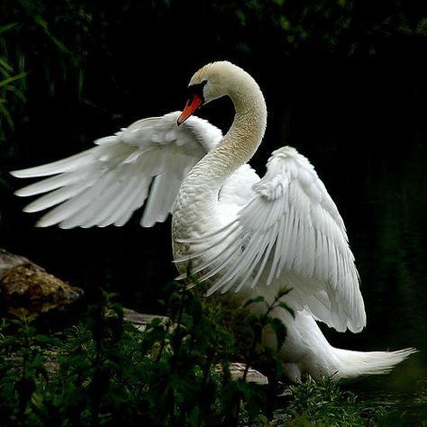 So graceful! Swan with one extended wing... Swan Wings, Swan Tattoo, Swan Pictures, Swan Love, Swan Painting, Mute Swan, Beautiful Swan, 강아지 그림, White Swan