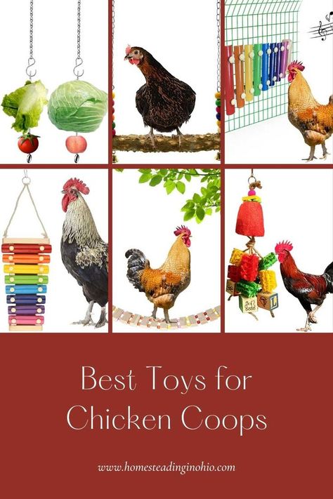 Chicken Run Toys, Toys For Chickens, Ideas For Boredom, Chicken Coop Toys, Chicken Toys For Coop, Chicken Feed Diy, Diy Chicken Toys, Chicken Boredom, Chickens And Ducks