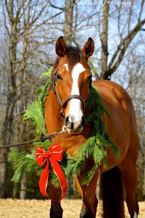 Christmas Boards, Stable Ideas, Christmas Horse, Paint Horses, Horse Christmas, Horse Dress, Christmas Horses, Christmas Farm, Christmas Pet