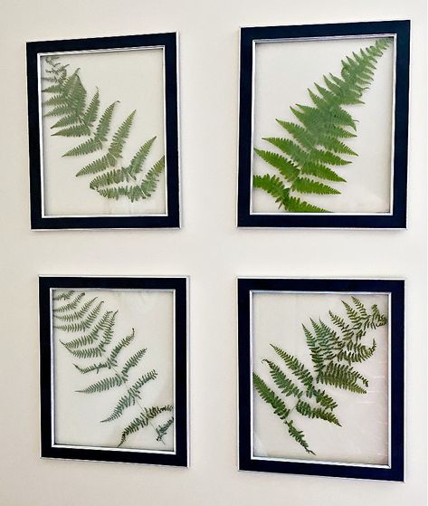 Make beautiful and trendy DIY pressed fern wall art using Dollar Tree frames. It's a wonderful way to bring the outdoors in and add a touch of greenery to any room in your home. #ourcraftymom #diypressedfernwallart #pressedferns #dollartreedecor Wall Art Trees, Diy Nature Wall Art, Leaves Wall Art, Diy Leaf Print Wall Art, Fern Art Diy, Pressed Plant Wall Art, Fern Art, Framing Leaves Diy, Dollar Tree Wall Decor Diy