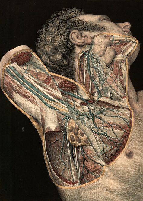 Medical Drawings, Human Body Anatomy, Human Anatomy Drawing, Muscle Anatomy, Human Anatomy Art, Medical Anatomy, Anatomy Study, Vintage Medical, Medical Art