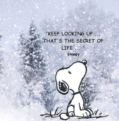 Keep Looking Up, Snoopy Quotes, Ayat Alkitab, Positive Quotes For Life, Life Coaching, Secret Life, Quotable Quotes, A Quote, Positive Thoughts