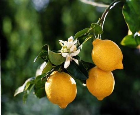 Coconut Essential Oil, Tattoo Plant, Creation Photo, Still Life Fruit, Fruit Photography, Fruit Painting, Oranges And Lemons, Tree Photography, Airbrush Art