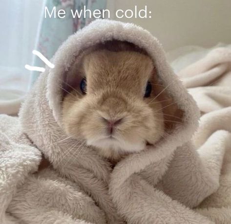 Cute Bunnies, Vision Board Photos, Bunny Outfit, Cute Bunny, Bunny Rabbit, Collage, Memes, Animals, Pins